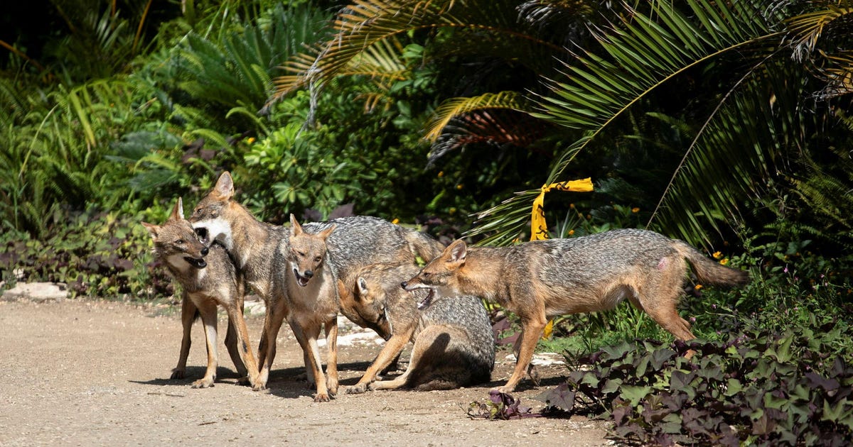 Israel Rabies Cases Soar Hundreds of Percent in Four Years, Health Ministry Warns