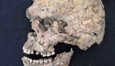 Human in Israel Smashed in the Face With a Rock 100,000 Years Ago