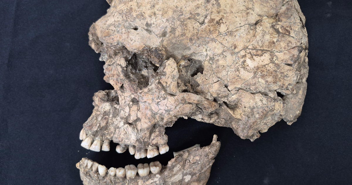Human in Israel Smashed in the Face With a Rock 100,000 Years Ago