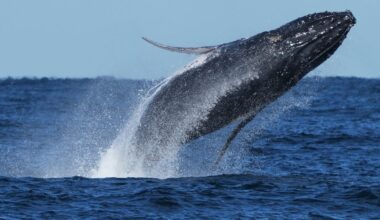 Whale 'supergroups' show numbers are rebounding from hunting. But Iran war holds dangers for them :: WRAL.com