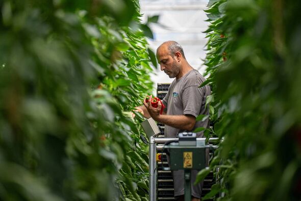 Sainsbury’s is increasing year-round availability of British tomatoes, peppers and cucumbers with new long-term agreements with local producers. (Sain