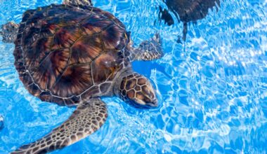 Where Israel's Sea Turtles Recover Before Returning Home
