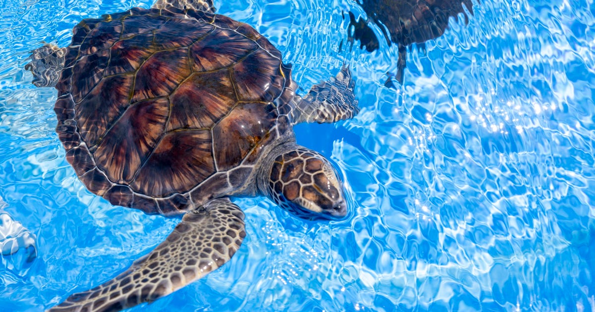 Where Israel's Sea Turtles Recover Before Returning Home