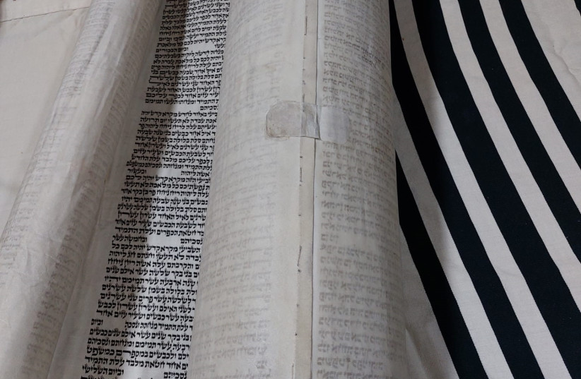 Torah Scroll in 2023, as it was seen for the very first time by the family in Shaare Hatikvah.