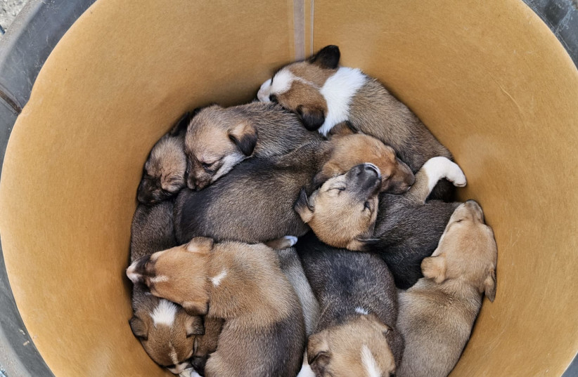 Puppies discovered in a trash basket in Dimona.