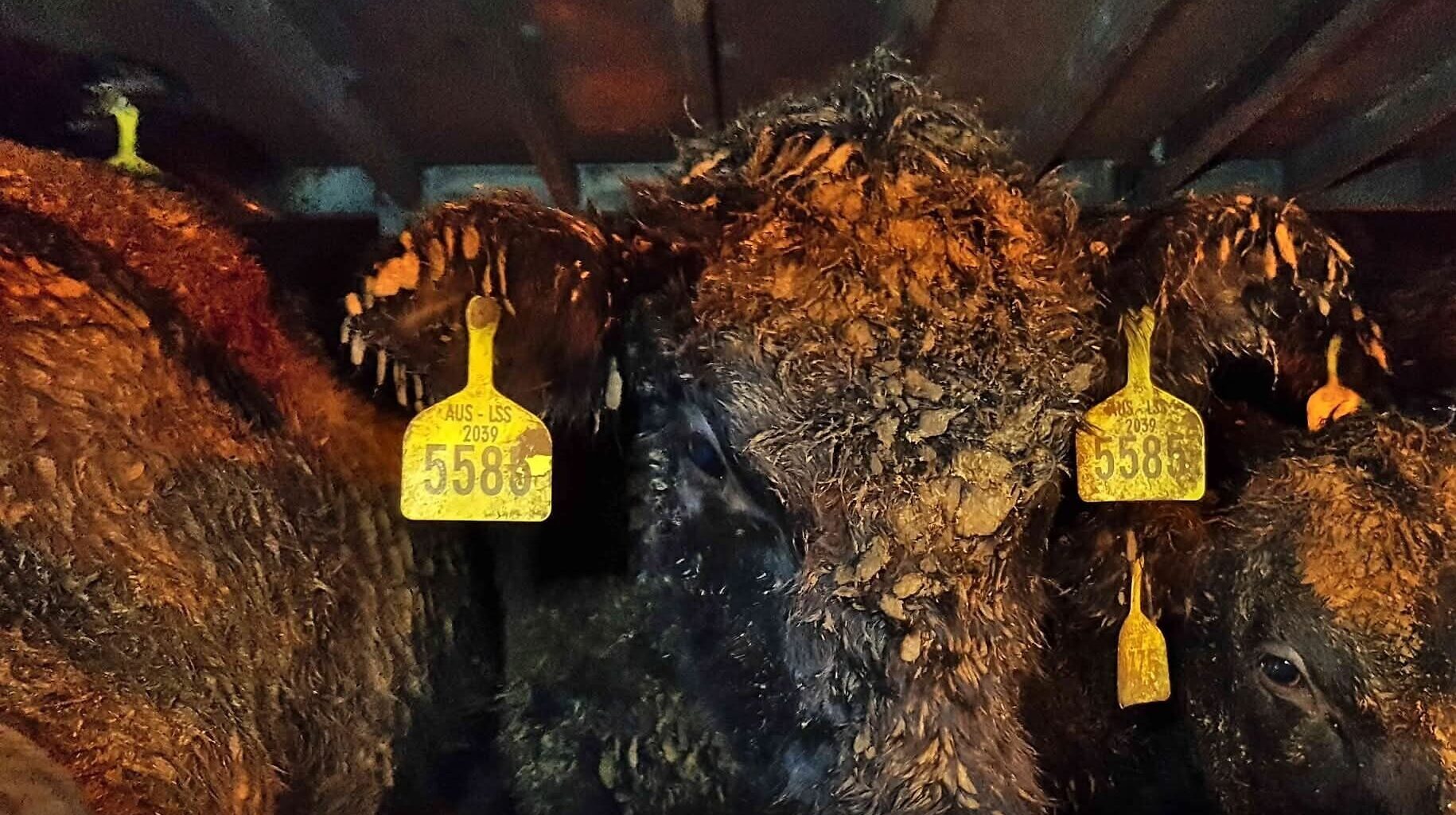 Welfare activists petition High Court against continuation of live animal shipments