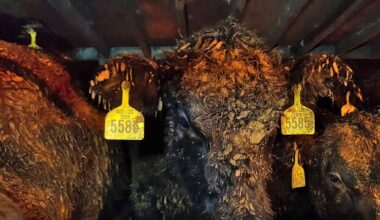Welfare activists petition High Court against continuation of live animal shipments