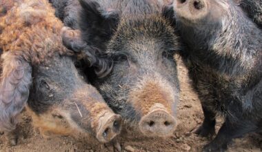 Ontario uses drones to track down invasive wild pigs. What to know