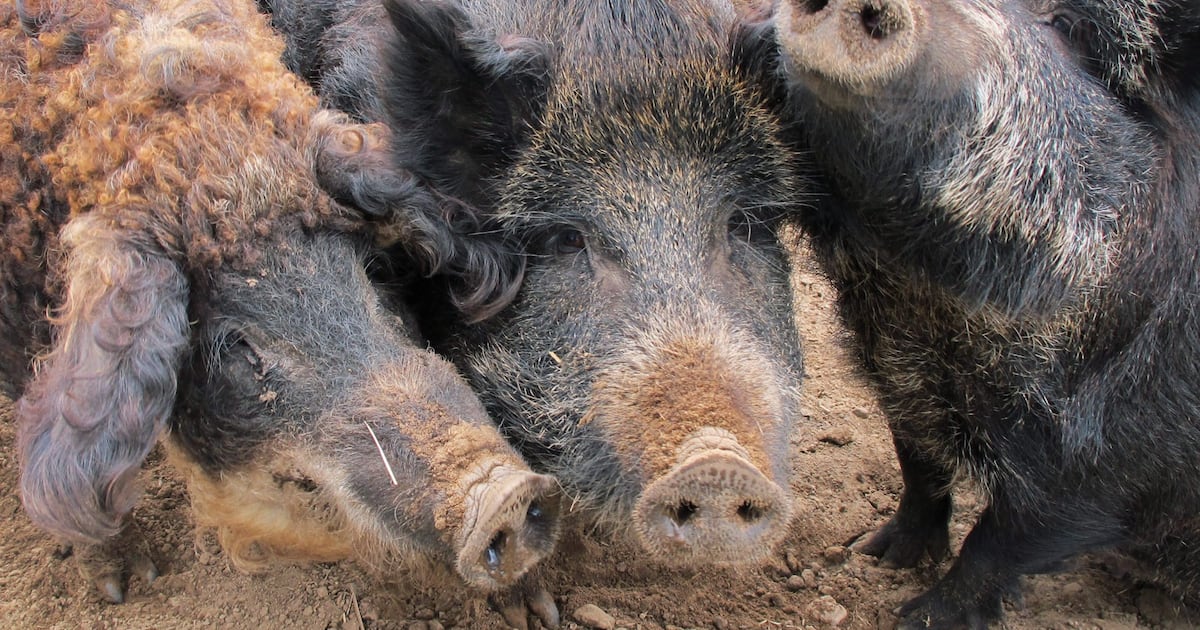 Ontario uses drones to track down invasive wild pigs. What to know