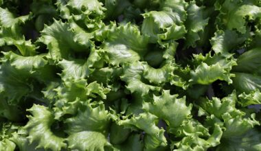 What is cyclospora? Diarrhoea symptoms, foods linked to US outbreak | Agriculture News