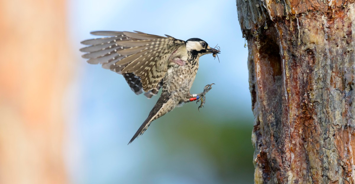 Trump’s Fish and Wildlife Service just made it much easier to harm endangered species