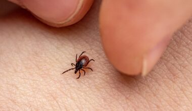A ‘rapidly rising’ tick-borne disease is making rounds in Canada. It’s not Lyme disease. - CTV News