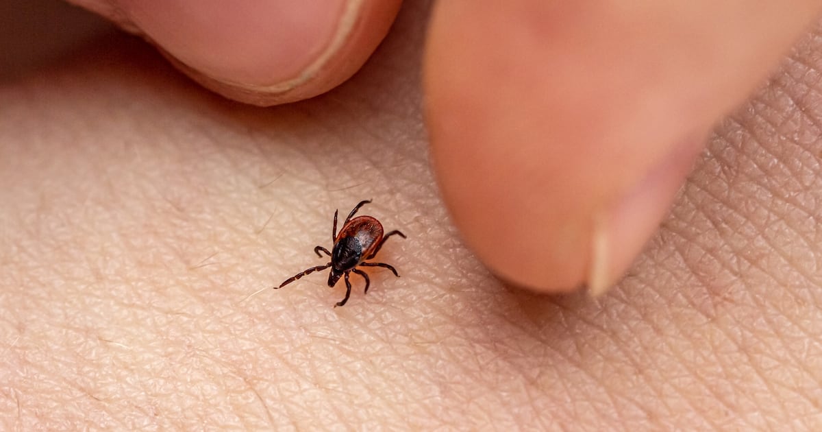 A ‘rapidly rising’ tick-borne disease is making rounds in Canada. It’s not Lyme disease. - CTV News