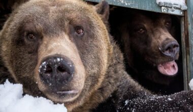 Resident grizzly at Vancouver’s Grouse Mountain resort dies - CTV News