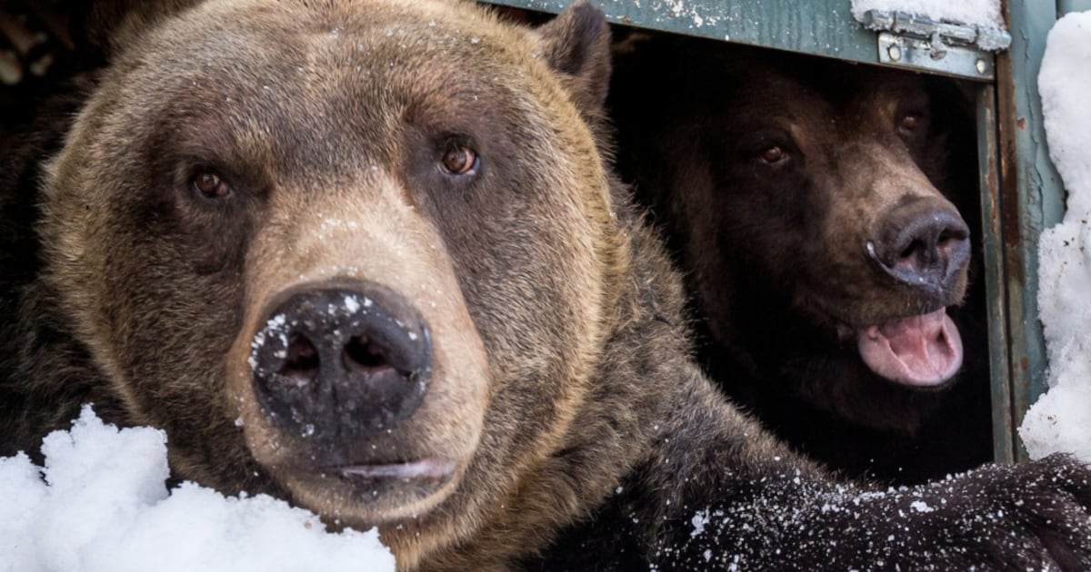 Resident grizzly at Vancouver’s Grouse Mountain resort dies - CTV News