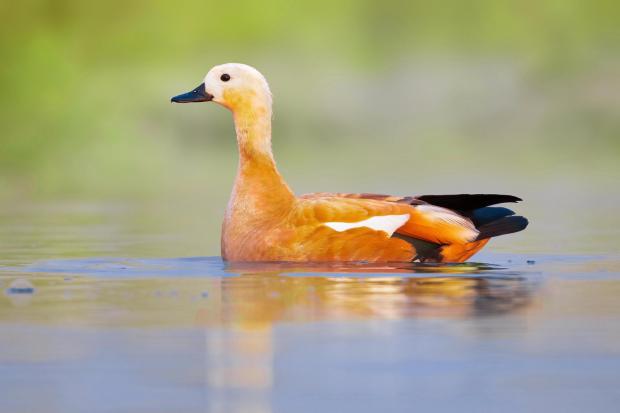 A female ruddy shelduck swims in the wetlands of the Dasht-e Arjan plain.