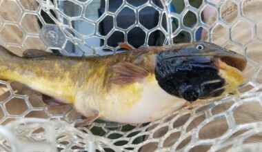 Transmissible skin cancer discovered in freshwater fish in Canada and U.S. - CTV News