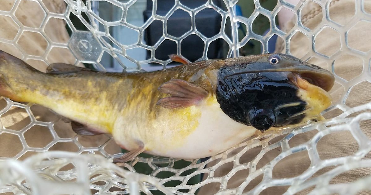 Transmissible skin cancer discovered in freshwater fish in Canada and U.S. - CTV News