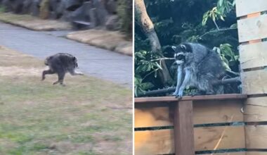 Jimothy the raccoon may have other short-spined furry friends in Seattle, experts say: ‘There’s magic in the wild’