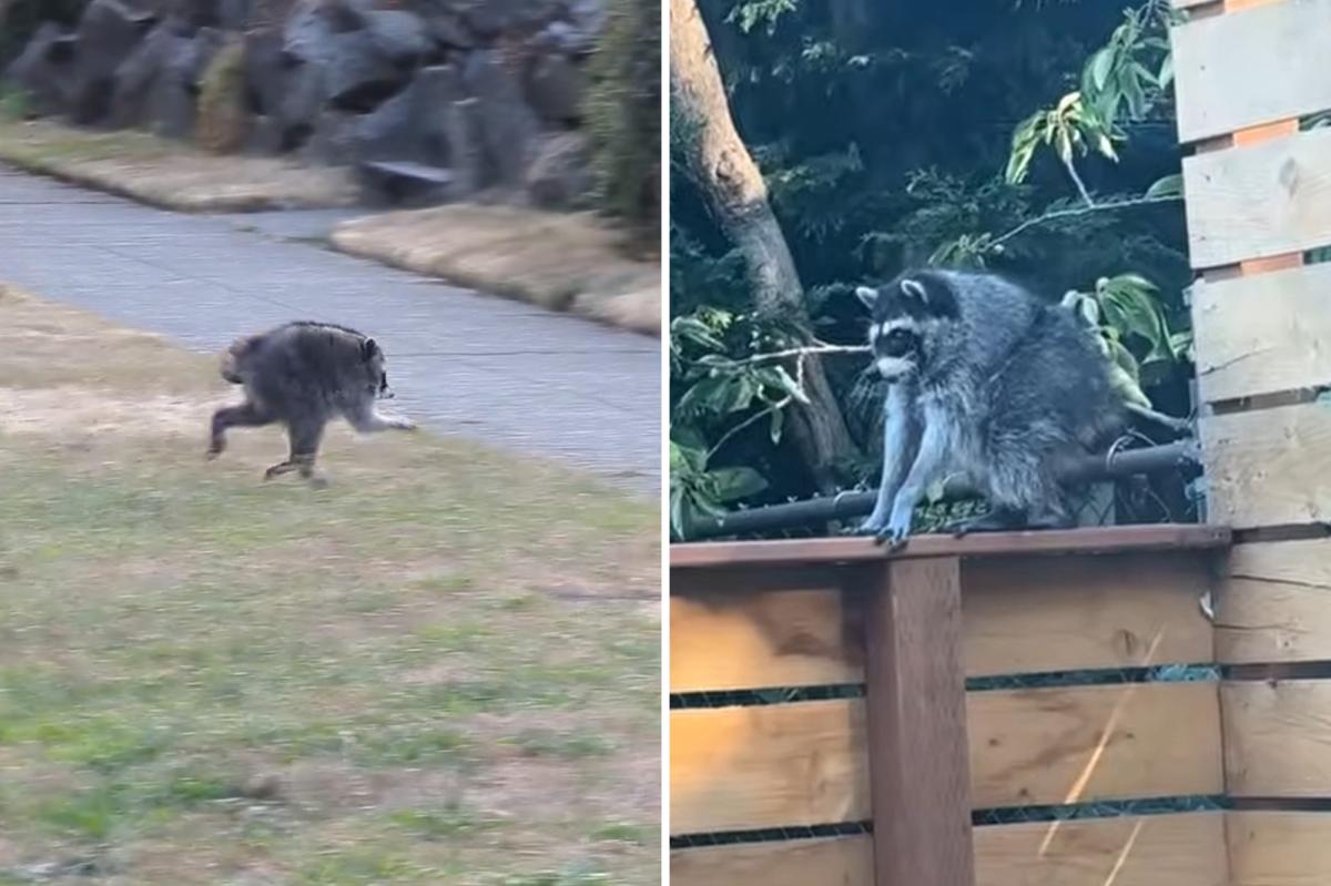 Jimothy the raccoon may have other short-spined furry friends in Seattle, experts say: ‘There’s magic in the wild’