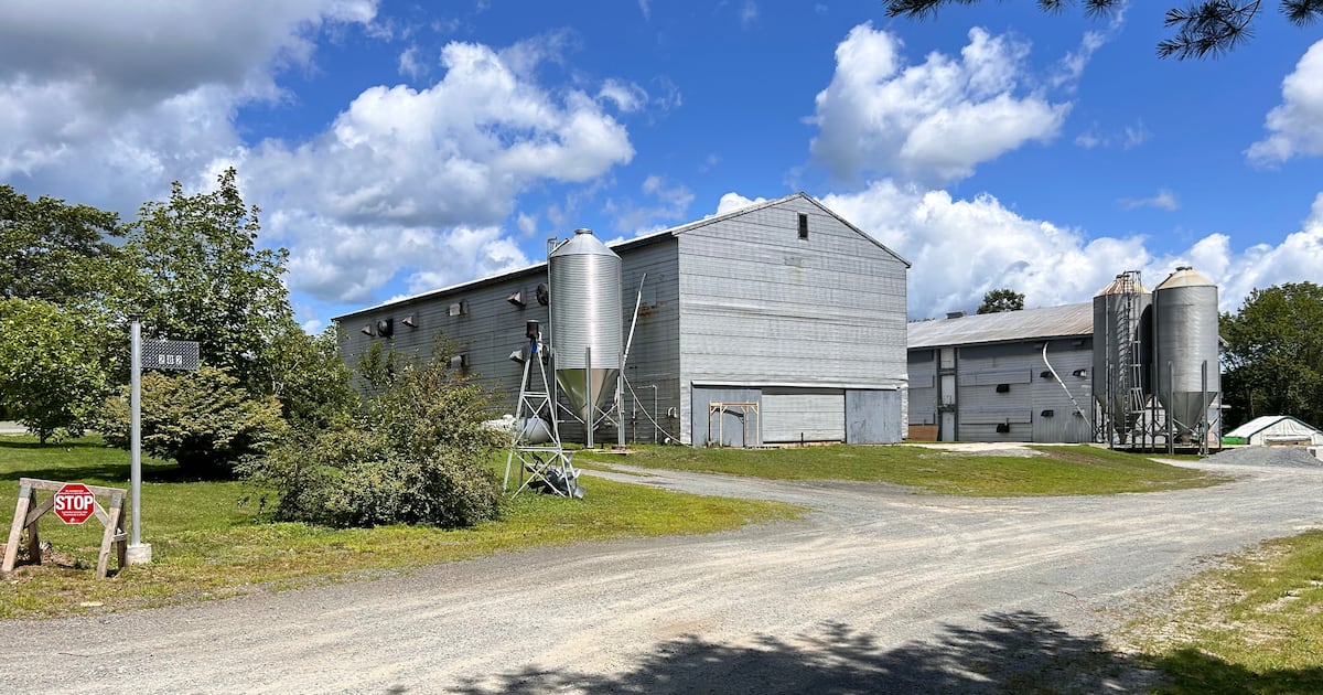 10,000 chickens dead after break-in at Nova Scotia poultry barn - CTV News
