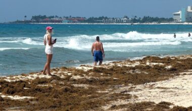 Mexico to unveil sargassum plan as crisis worsens in Caribbean