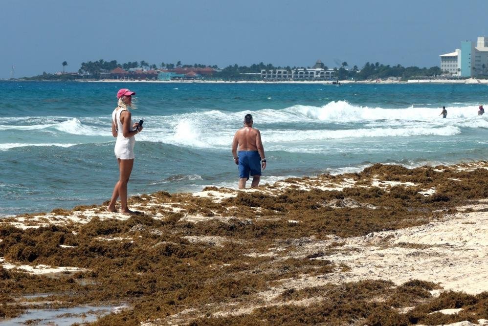 Mexico to unveil sargassum plan as crisis worsens in Caribbean
