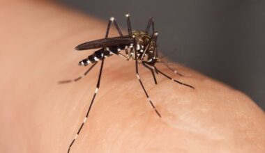 West Nile in York Region: First batches of infected mosquitoes recorded