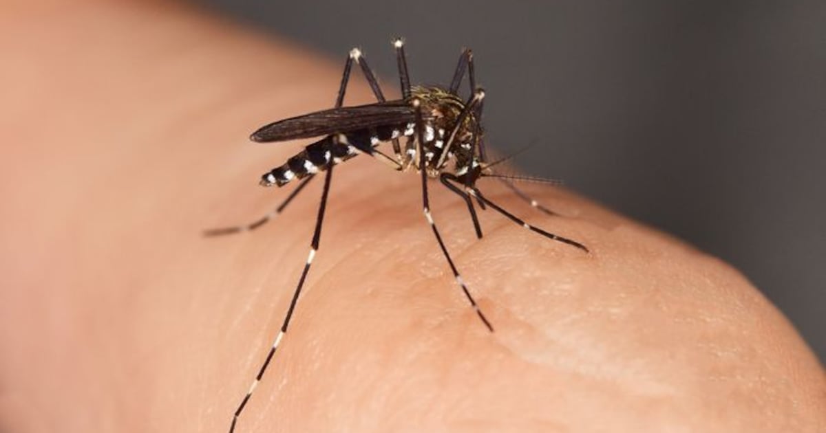 West Nile in York Region: First batches of infected mosquitoes recorded