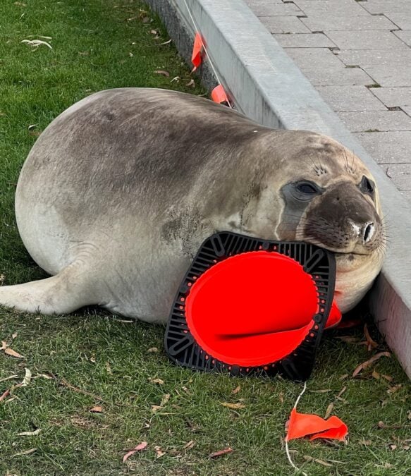 'Neil The Seal' Blows Up in Size And Popularity