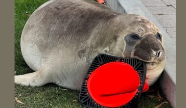 There's a Scientific Reason Australia's Favorite Chaotic Seal Keeps Destroying Traffic Cones : ScienceAlert