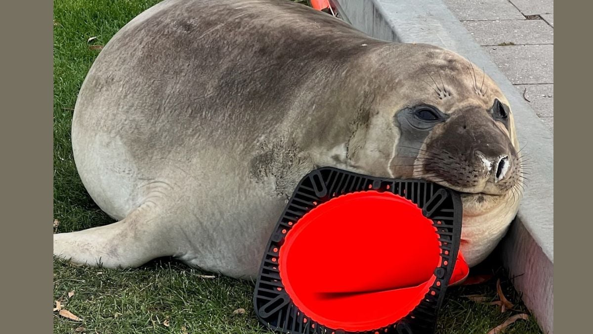 There's a Scientific Reason Australia's Favorite Chaotic Seal Keeps Destroying Traffic Cones : ScienceAlert