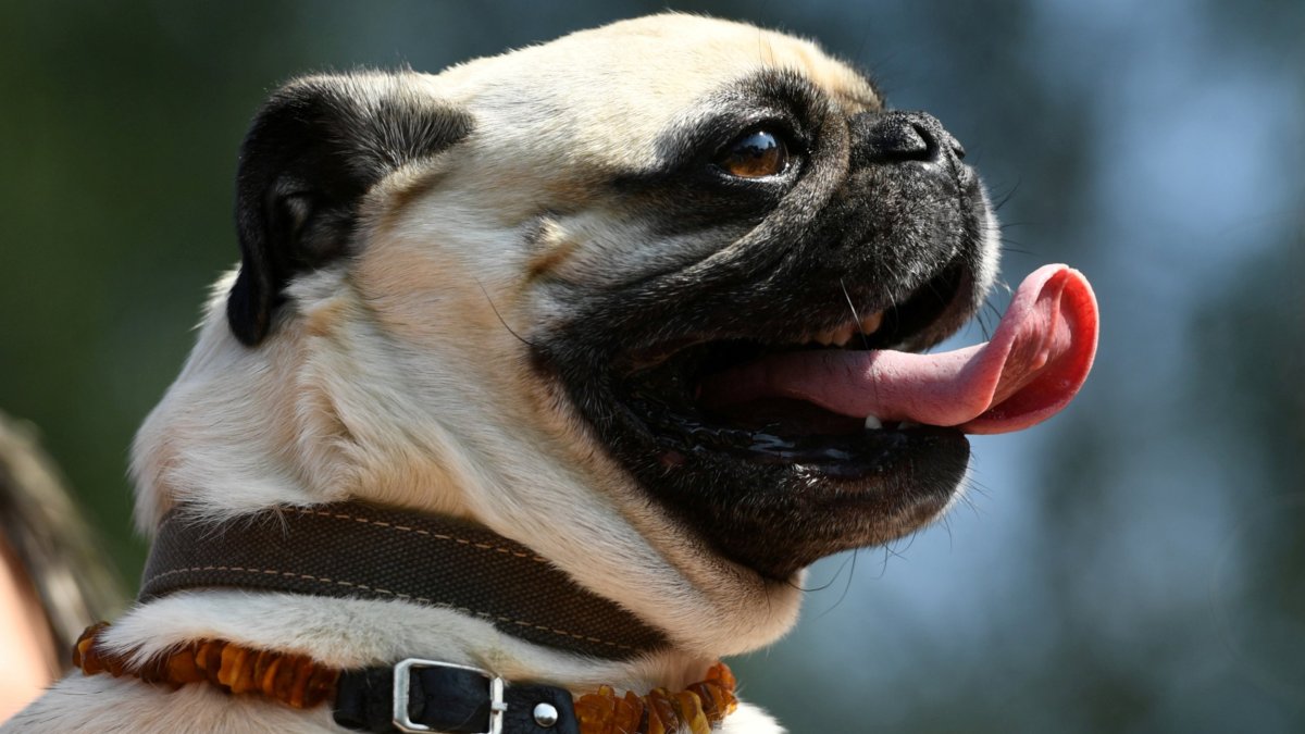 FILE PHOTO: A pug is pictured during the annual pug meeting in Berlin, Germany, August 31, 2019. REUTERS/Annegret Hilse/File Photo