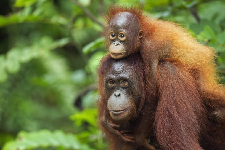 A Bornean orangutan mother and baby