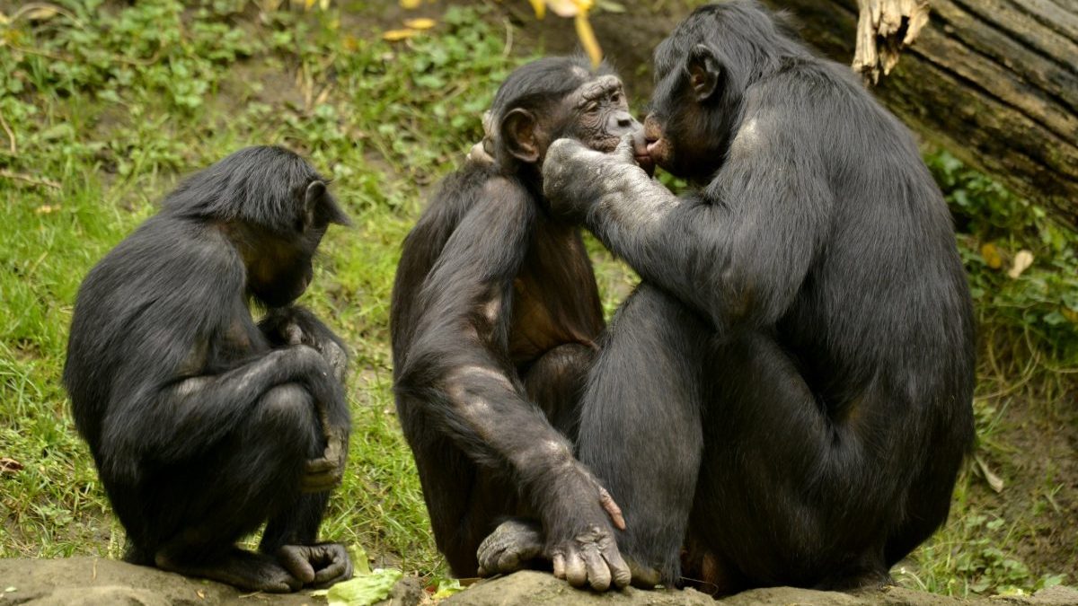 Bonobo Family
