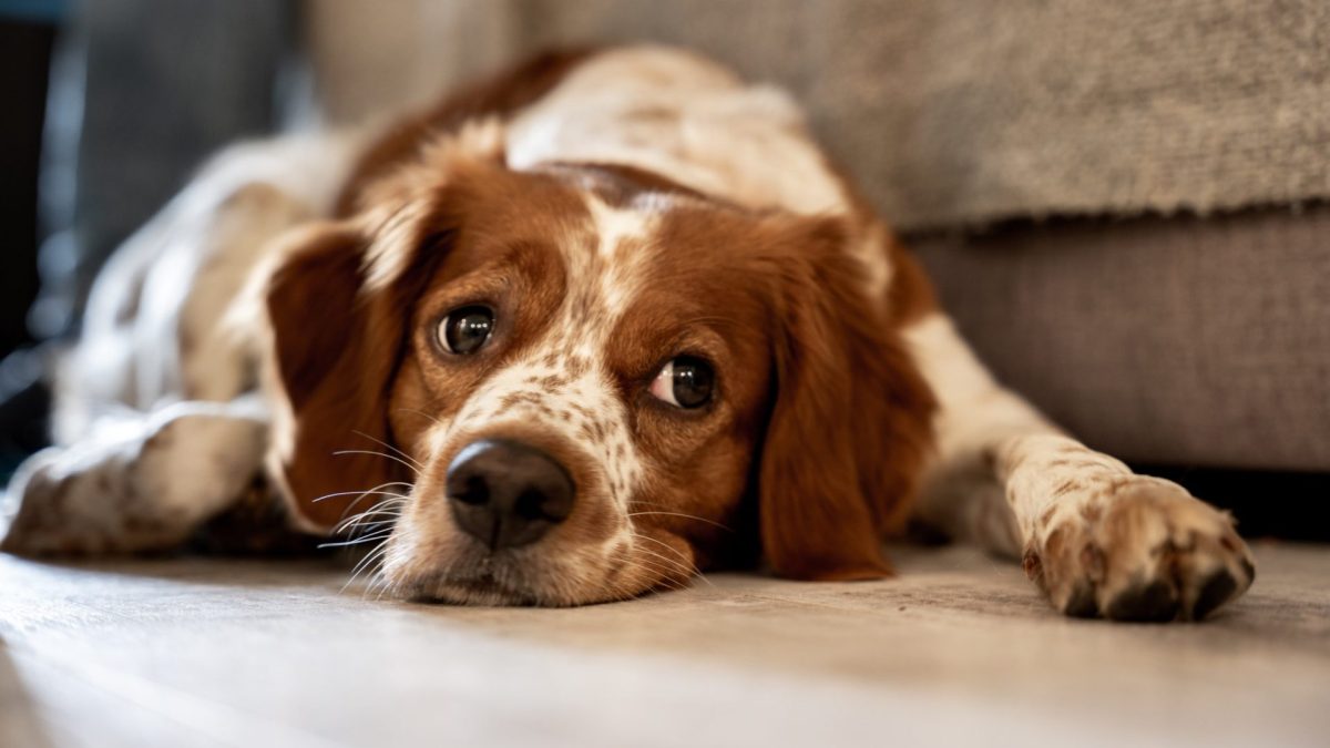 Portrait of a purebred red hair dog laying on the floor next to the sofa at home and looking sad