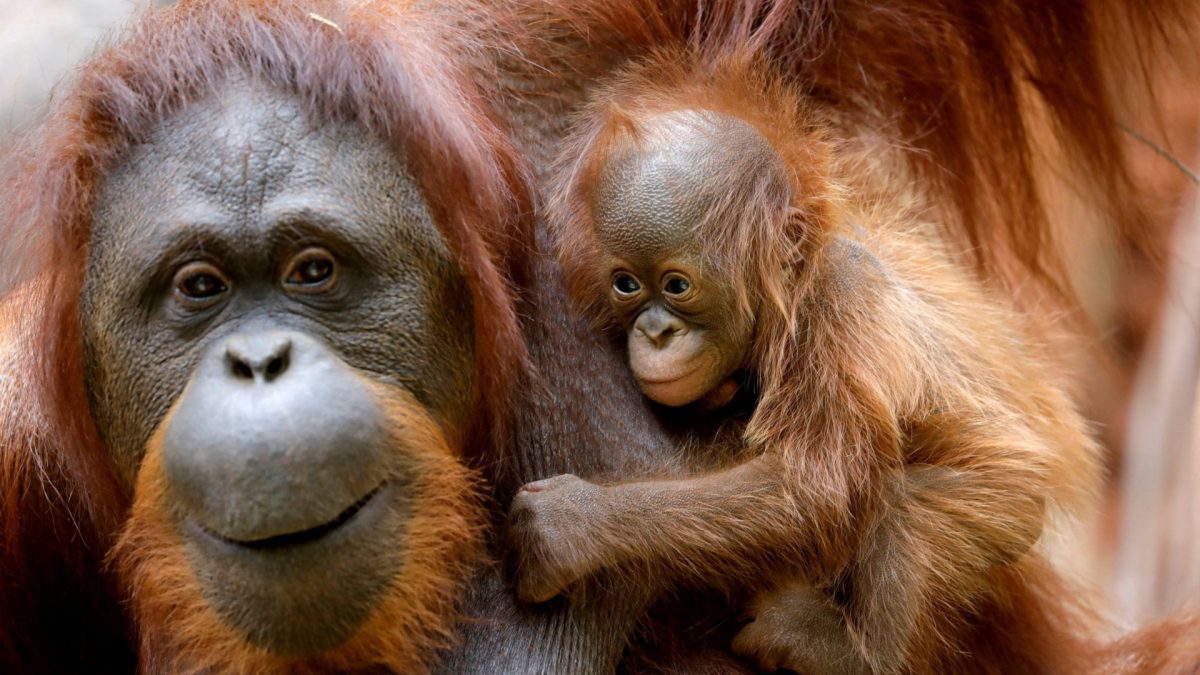 FILE PHOTO: An eleven-day-old baby male Bornean orangutan is held by his mother Suli at Bioparc Fuengirola in Fuengirola, southern Spain August 15, 2021. REUTERS/Jon Nazca/File Photo