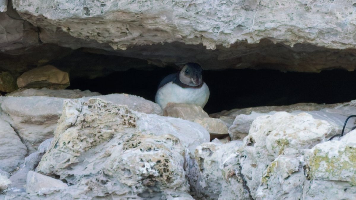 EMBARGOED TO 0001 WEDNESDAY 22 JULY Undated handout photo issued by the National Trust of a rare glimpse of a young puffin emerging from its nest at Dancing Ledge. For the first time in 30 years, volunteers monitoring the puffin colony in Purbeck have a confirmed sighting of a puffin fledgling - known as a puffling - on the cliffs near the National Trust's Dancing Ledge. The puffling was peeping out from a deep crevice on the sheer cliff, where the last breeding colony of puffins on mainland England's south coast is clinging to survival. The sighting followed more than 15 weeks of monitoring by the volunteers as they watched the adult puffins courting, mating, carrying nesting material and, since late-May, repeatedly delivering fish to the nests hidden deep within the crevice and has given conservationists fresh hope for the future of Dorset's dwindling puffin population. Issue date: Wednesday July 22, 2026. PA Photo. See PA story ENVIRONMENT Puffling. Photo credit should read: National Trust/Martin Shaw/PA Wire NOTE TO EDITORS: This handout photo may only be used in for editorial reporting purposes for the contemporaneous illustration of events, things or the people in the image or facts mentioned in the caption. Reuse of the picture may require further permission from the copyright holder.