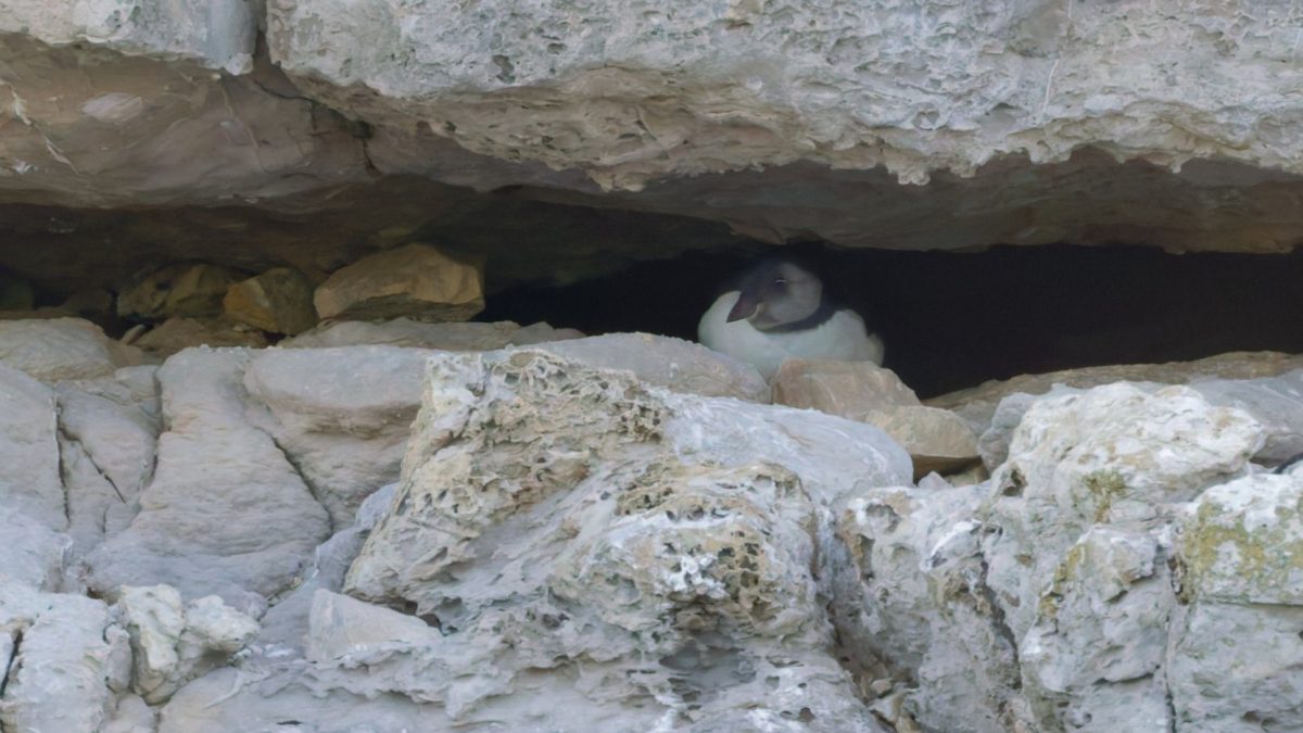 EMBARGOED TO 0001 WEDNESDAY 22 JULY Undated handout photo issued by the National Trust of a rare glimpse of a young puffin emerging from its nest at Dancing Ledge. For the first time in 30 years, volunteers monitoring the puffin colony in Purbeck have a confirmed sighting of a puffin fledgling - known as a puffling - on the cliffs near the National Trust's Dancing Ledge. The puffling was peeping out from a deep crevice on the sheer cliff, where the last breeding colony of puffins on mainland England's south coast is clinging to survival. The sighting followed more than 15 weeks of monitoring by the volunteers as they watched the adult puffins courting, mating, carrying nesting material and, since late-May, repeatedly delivering fish to the nests hidden deep within the crevice and has given conservationists fresh hope for the future of Dorset's dwindling puffin population. Issue date: Wednesday July 22, 2026. PA Photo. See PA story ENVIRONMENT Puffling. Photo credit should read: National Trust/Martin Shaw/PA Wire NOTE TO EDITORS: This handout photo may only be used in for editorial reporting purposes for the contemporaneous illustration of events, things or the people in the image or facts mentioned in the caption. Reuse of the picture may require further permission from the copyright holder.