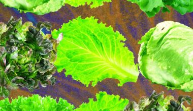 Why Lettuce Is Always Making People Sick