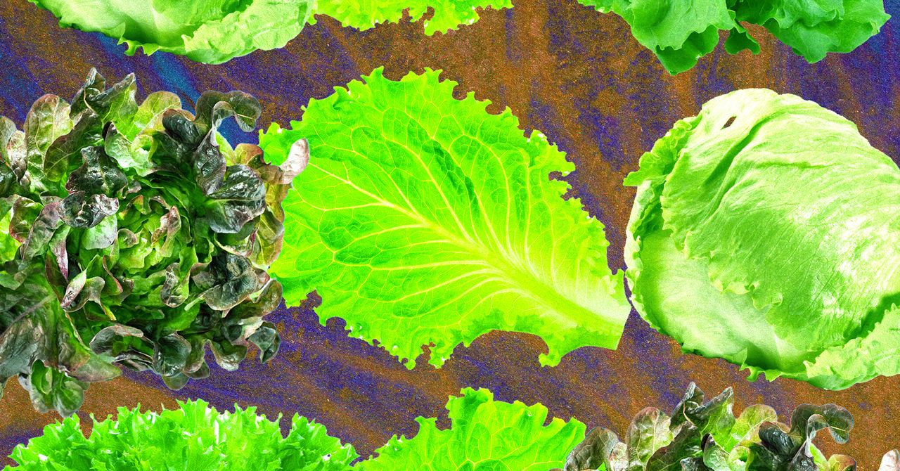 Why Lettuce Is Always Making People Sick