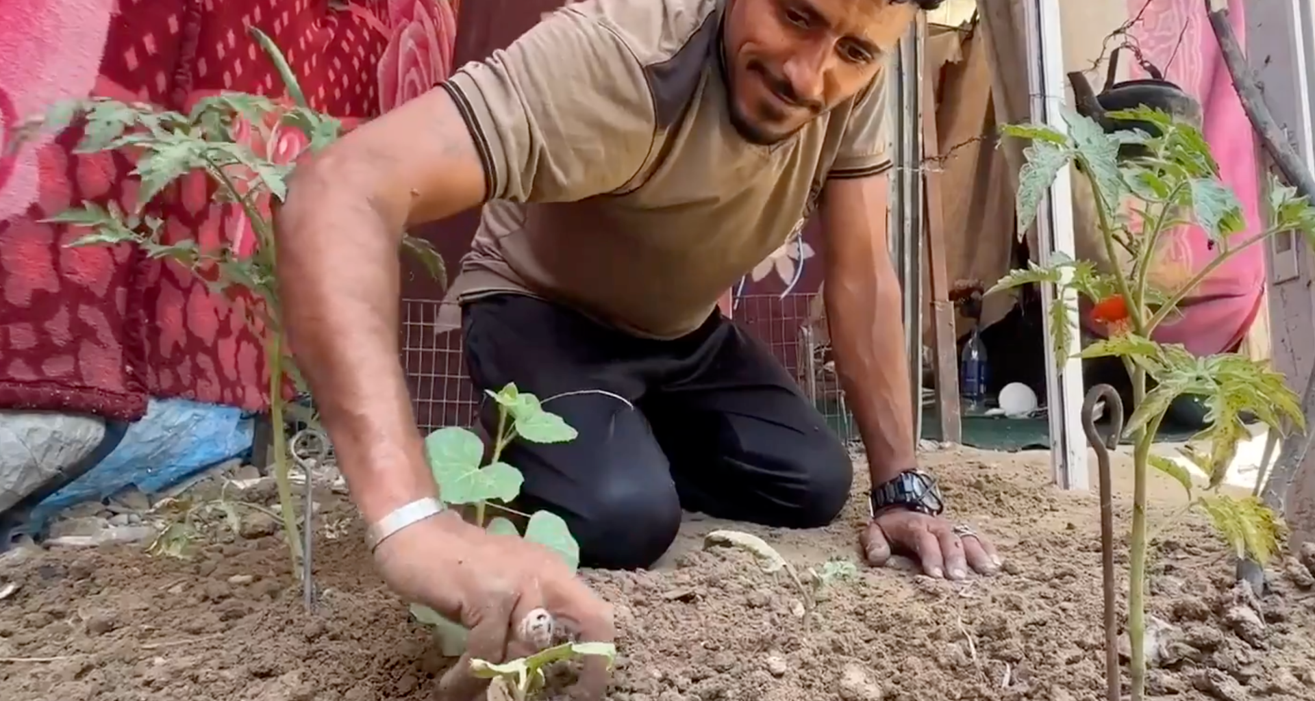 Displaced Gaza farmers turn to dirt near tents to grow crops | Israel-Palestine conflict News