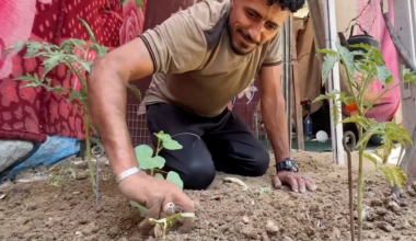 Displaced Gaza farmers turn to dirt near tents to grow crops | Israel-Palestine conflict News