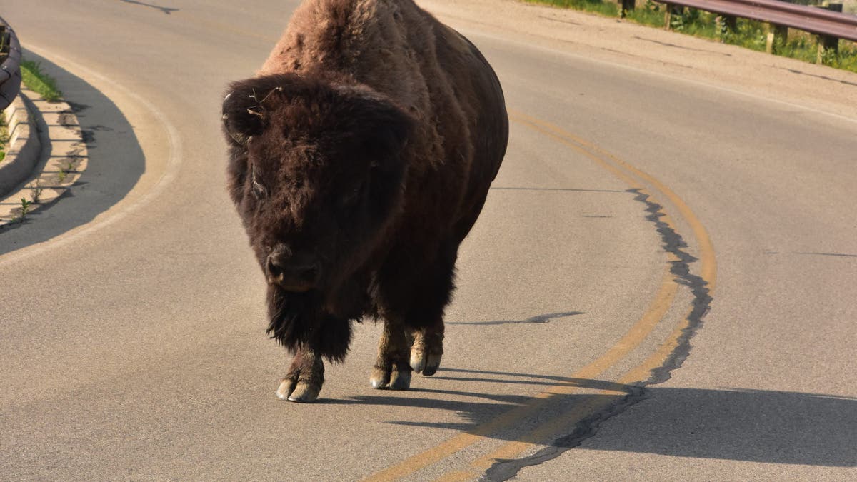 American bison walks along a paved roadway in Theodore Roosevelt National Park near Medora, North Dakota.