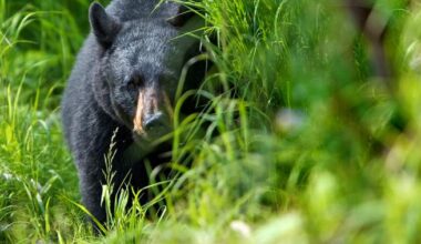 Bear kills 2 people in northern Saskatchewan, ministry confirms