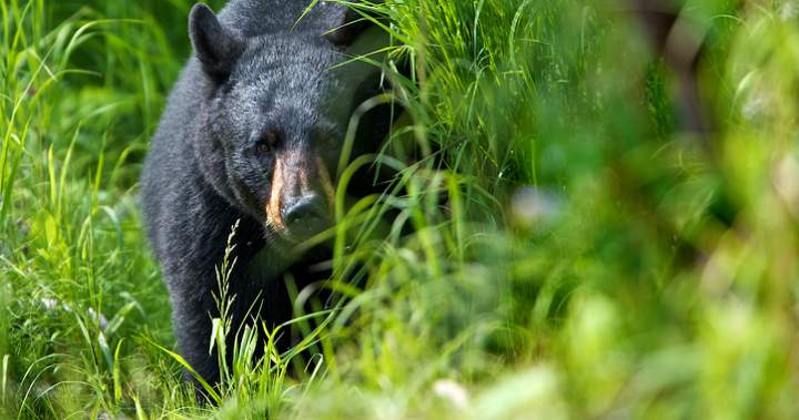 Bear kills 2 people in northern Saskatchewan, ministry confirms