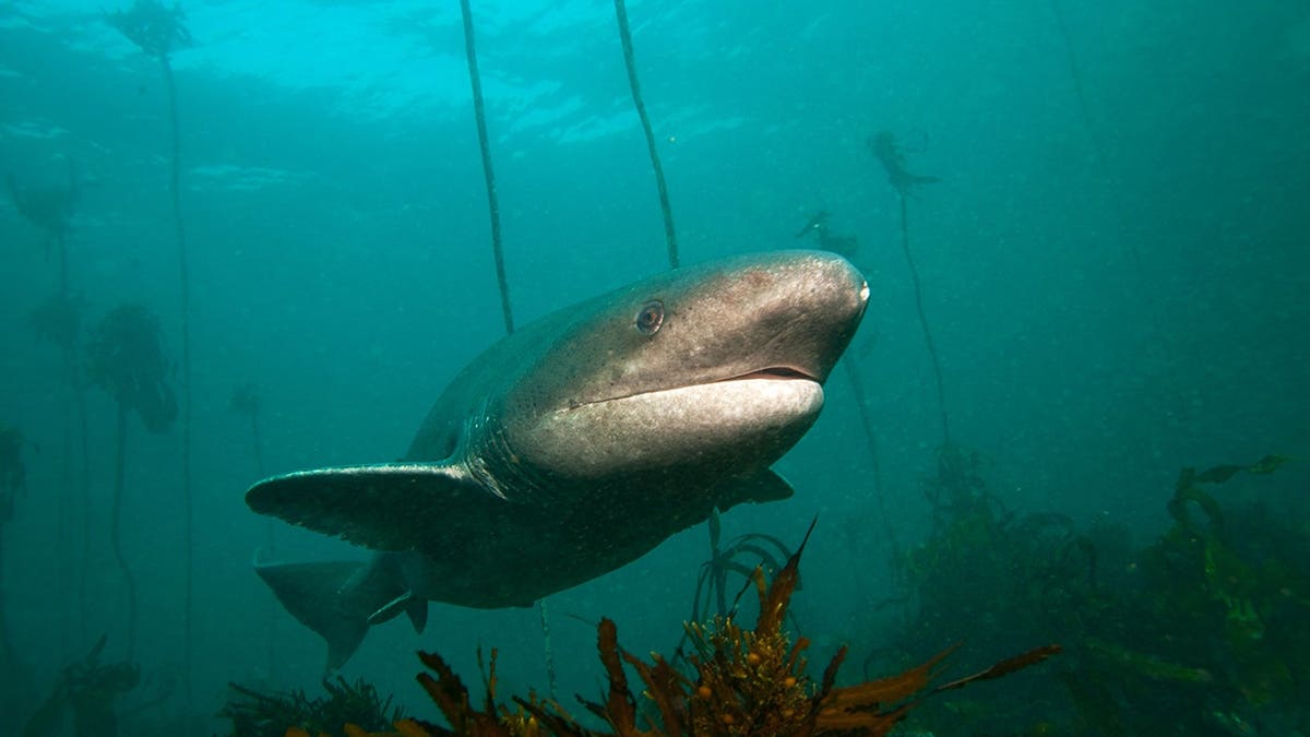 Broadnose sevengill sharks swim underwater in Durban, South Africa.