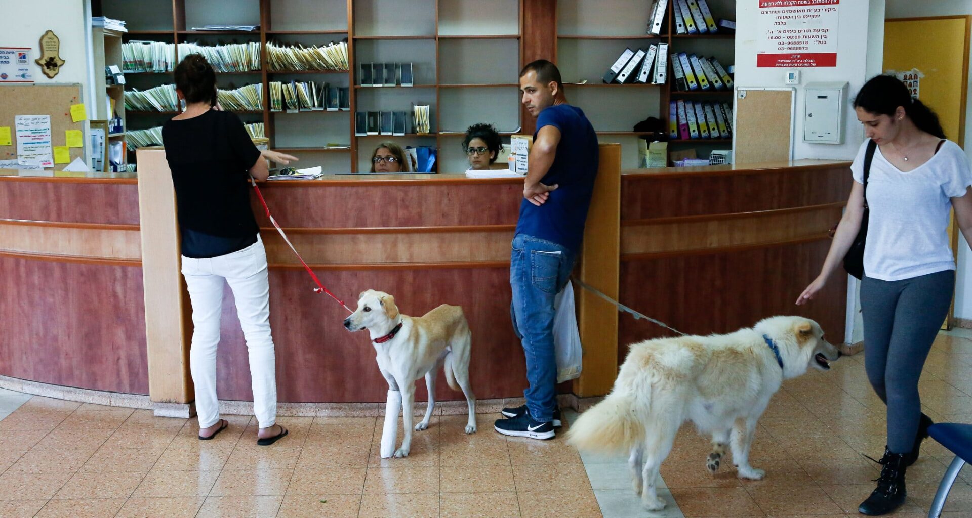 Superbugs threaten vision in animals - and can jump to humans, Israeli researchers warn