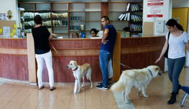 Superbugs threaten vision in animals - and can jump to humans, Israeli researchers warn