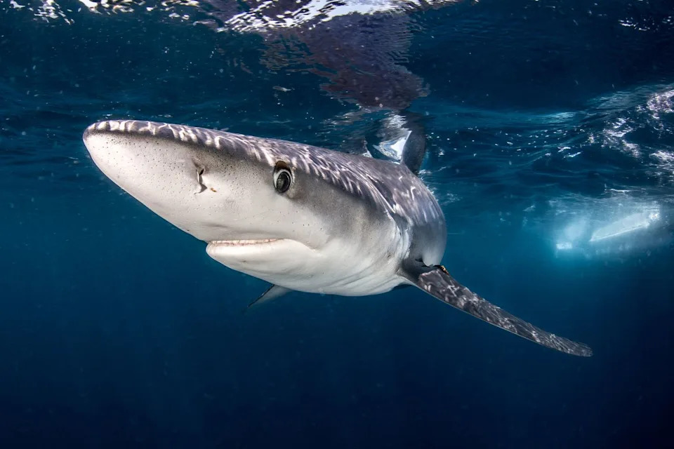 Shark in the waters off Long Island, N.Y.Credit: Getty